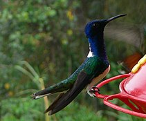 White-necked jacobin