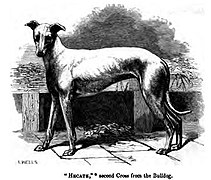 Greyhound/Old English Bulldog second cross