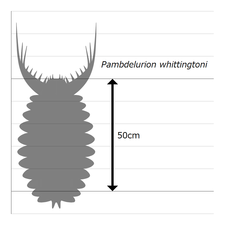 Pambdelurion パンブデルリオン