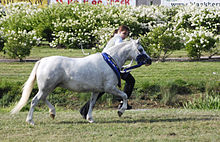 vue d'un poney gris au trot de profil.