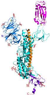 Spicule homotrimère du SARS-CoV-2, avec une sous-unité protéique mise en évidence ; « domaine de liaison » avec l'ACE2 mis en évidence