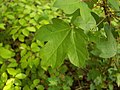 Field maple leaf