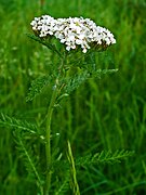 Inflorescence : corymbe de capitules à sommet aplati.