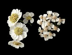 Détail de fleurs d’achillée ptarmique (à gauche) et d'achillée millefeuille (à droite).