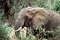 Éléphant de savane d'Afrique (Loxodonta africana)