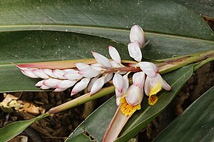 큰고량강(Alpinia galanga)