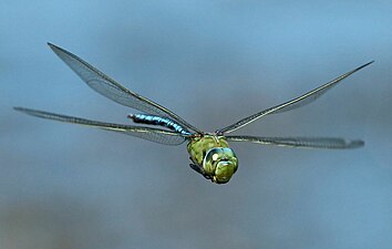 Anax imperator in flight