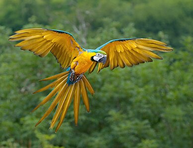 Blue-and-yellow macaw, by Luc Viatour