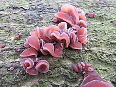 Auricularia auricula-judae, "orelha-de-judas"