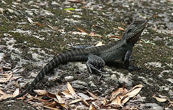 Australian water dragon