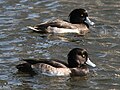 Parrulo cristado (Aythya fuligula) En Wikimedia Commons: Parrulo cristado