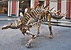 Fossil Kentrosaurus aethiopicus