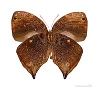 Museum specimen ♀ △ - Ventral side