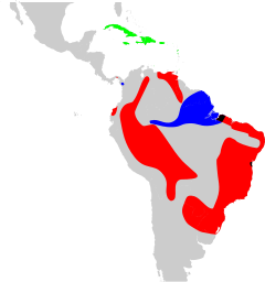 Verde = secc Brunfelsia, rojo = secc Franciscea, azul = secc Guianenses, negro = secc Franciscea y Guianenses