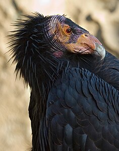 California condor, by Cszmurlo