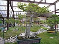 Celtis sinensis bonsai at the Parc floral de Paris