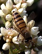 Abeille indienne (Apis cerana)