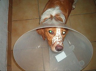 Chien avec une collerette l'empêchant de toucher ses plaies.