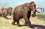 Artist's impression of Columbian mammoths