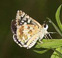 Adult, ventral view of wings.