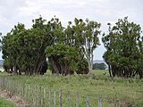 Cordyline australis by Tanetahi