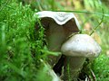 Cortinarius alboviolaceus