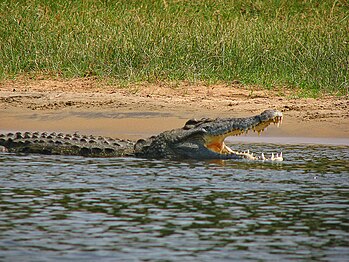Crocodylus niloticus (order Crocodilia)