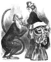 Victorian era cartoon of Darwin as a monkey looking at a woman in a bustle dress