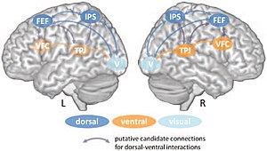 Dorsal and ventral attention systems