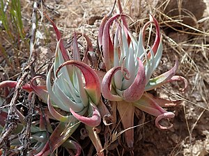 Dudleya saxosa