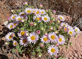 Erigeron concinnus