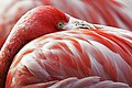 Image 4The red pigment in a flamingo's plumage comes from its diet of shrimps, which get it from microscopic algae. (from Animal coloration)