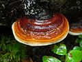 ツガサルノコシカケ Fomitopsis pinicola