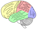 Lateral view of a human brain, main gyri labeled.