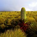 Un lobelia géant (Lobelia deckenii subsp. keniensis), entouré de fétuques, à la limite des landes et de l'étage afro-alpin. Il peut atteindre 6 mètres de hauteur et est parfaitement adapté pour piéger les gouttes d'eau et se prémunir du gel.