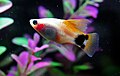 Platy Lune "mickey", forme Hi-fin (femelle)