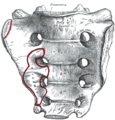 Sacrum, face antérieure.