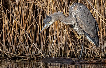 Great blue heron in Prospect Park. By Hugh Sansom.