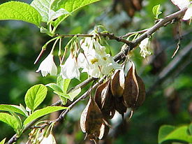 Halesia carolina