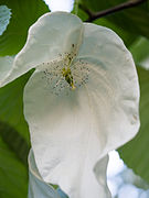 1 fleur femelle, et de mult. fleurs mâles