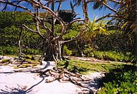 Henderson Island in the Pitcairn Islands