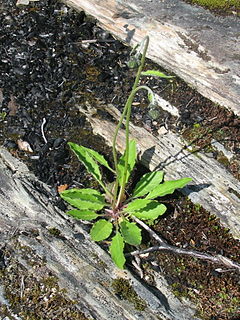 Description de l'image Hieracium schmidtii Norway.jpg.