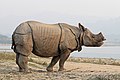 Image 5 Indian rhinoceros Photograph credit: Charles James Sharp The Indian rhinoceros (Rhinoceros unicornis) is a species of rhinoceros that once ranged across the entire northern part of the Indian subcontinent. As a result of habitat destruction and climatic changes, its range was gradually reduced such that, by the 19th century, it survived only in southern Nepal, northern Uttar Pradesh, northern Bihar, northern West Bengal, and in the Brahmaputra Valley in Assam. The species's range has since shrunk further, and its habitat is surrounded by human-dominated landscapes, so that in many areas, it occurs in cultivated areas, pastures, and secondary forests. It is currently listed as a vulnerable species on the IUCN Red List. This adult male Indian rhinoceros was photographed on the banks of the Gandaki River in Nepal. More selected pictures