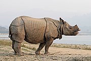 Gray rhinoceros