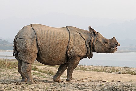 Indian rhinoceros, by Charlesjsharp