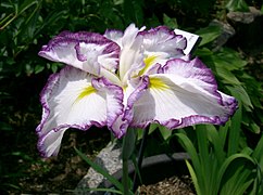 Iris ensata