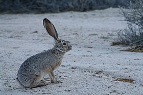 Lepus californicus