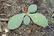 Rosette is rather typical of the plantains