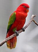A red parrot with green wings and ankles