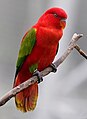 Chattering lory at Jurong Bird Park